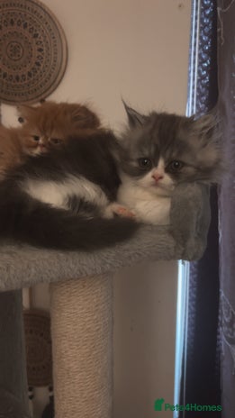 Persian cats - Advert 2