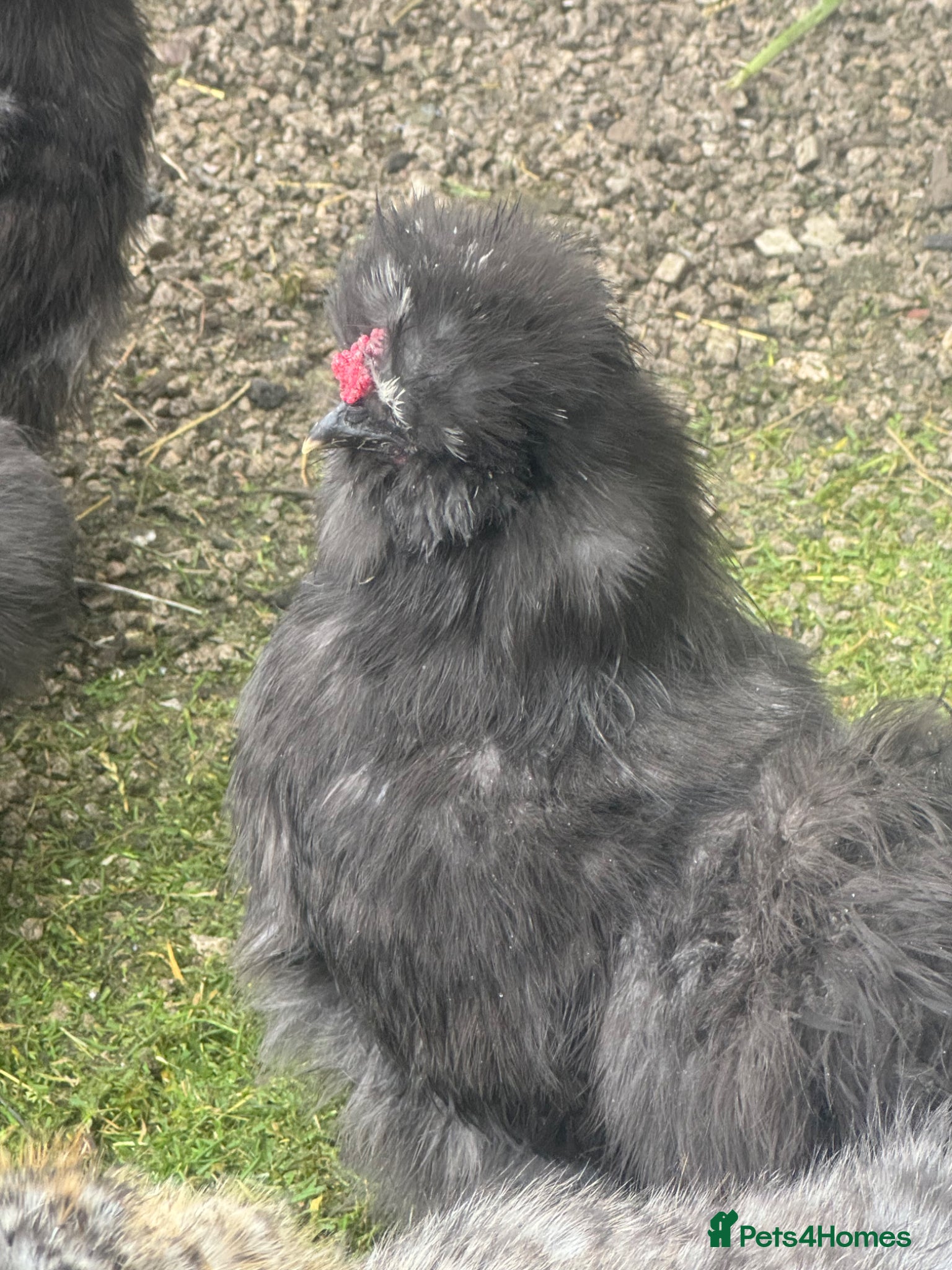 Chickens poultry Silkie cockerels forsale - Advert 1