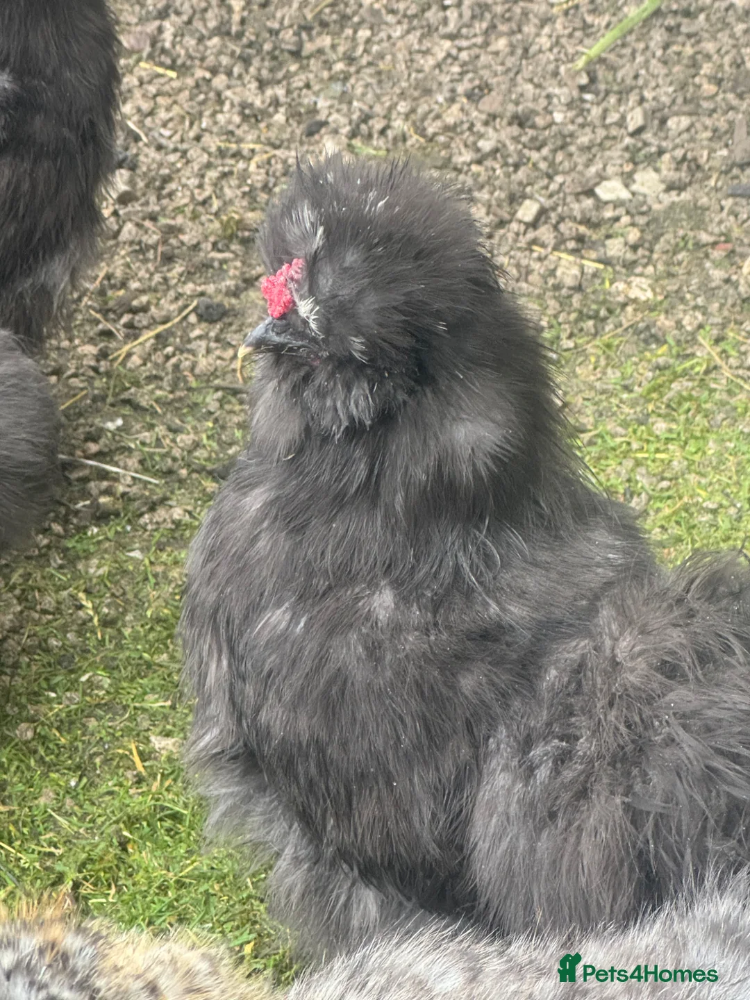 Chickens poultry for sale: Silkie cockerels forsale in Walsall - Advert 1