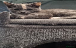 Mixed Breed cats for sale: Two beautiful kittens - Image 2