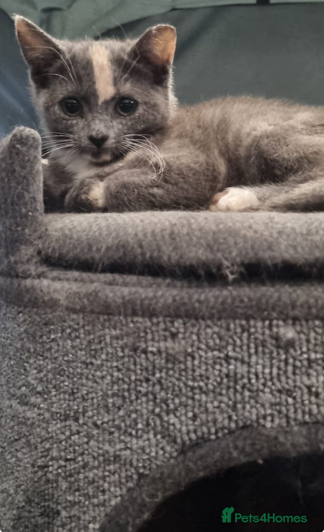 Mixed Breed cats for sale: Two beautiful kittens - Image 2