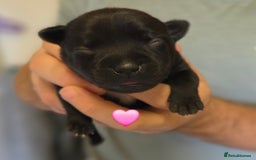 Staffordshire Bull Terrier dogs for sale: Beautiful Staffy Puppies (Blue and Black) - Image 17