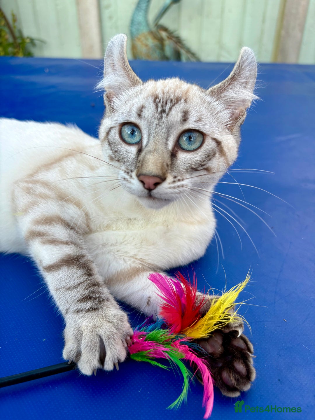 Keetso cats for sale: Wild looking polydactyl curled eared snow leopard  - Image 2