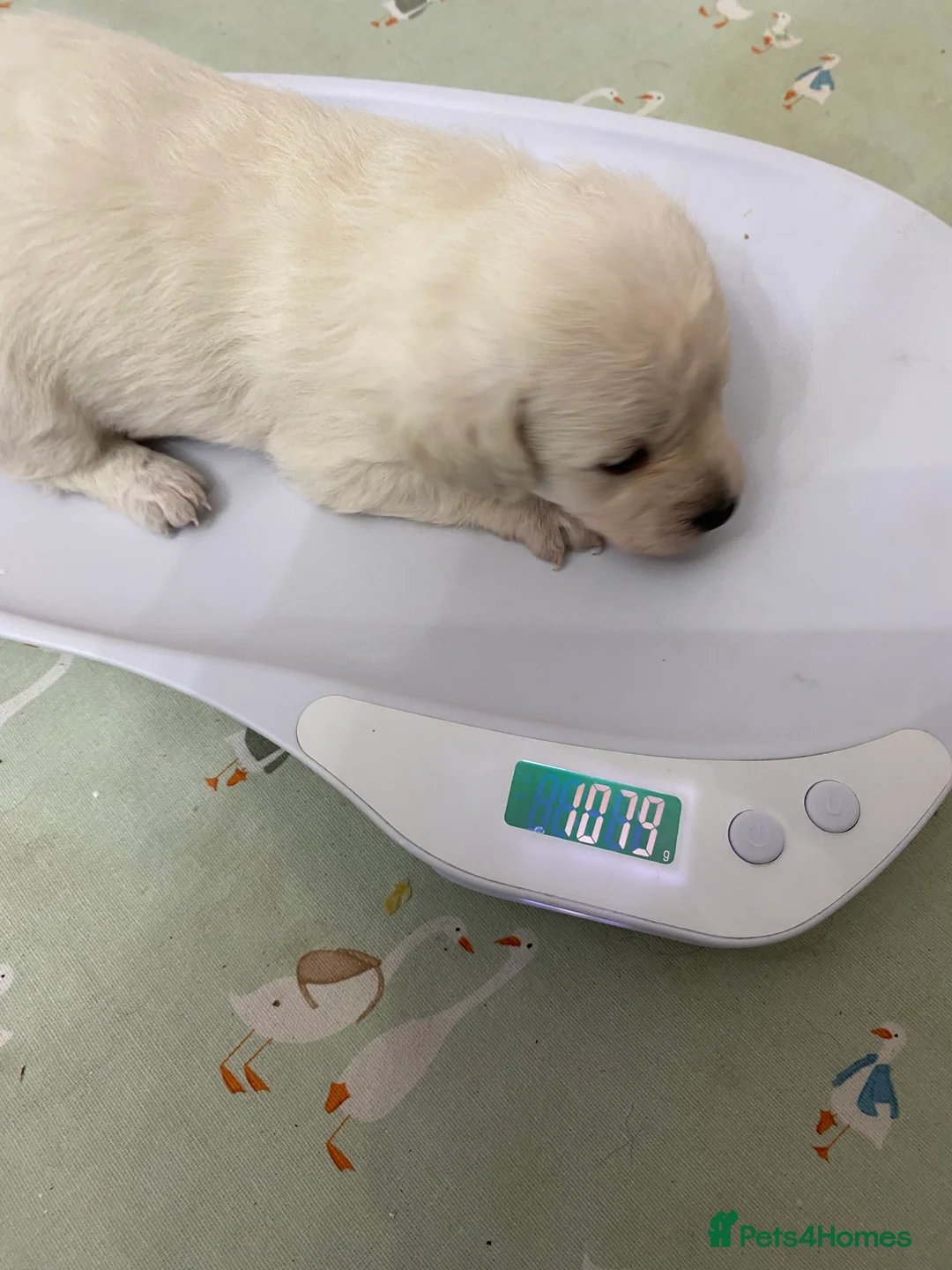 Mixed Breed dogs for sale: Daxie-CHON PUPPIES FOR SALE - Advert 5