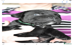 Staffordshire Bull Terrier dogs for sale: Kc registered Staffordshire Bull terrier pups - Image 19
