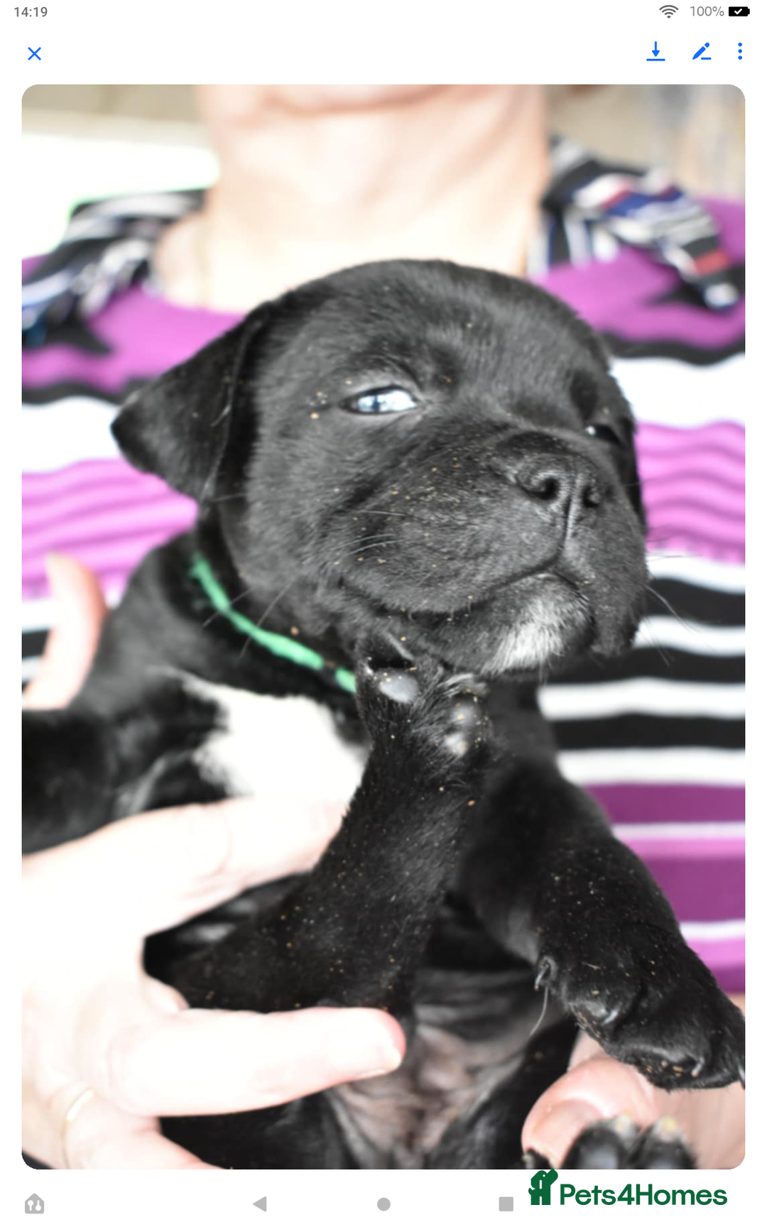 Staffordshire Bull Terrier dogs for sale: Kc registered Staffordshire Bull terrier pups - Image 19