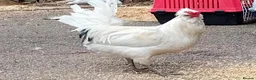 Chickens poultry for sale: Pure Emerald Cockerel / Blue Egger 🐓💙 - Advert 7