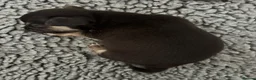 Chihuahua dogs for sale: Gorgeous Rare Chihuahua Puppies  - Advert 23