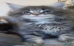 Maine Coon cats for sale: Xl Stunning Maine coon kittens  - Image 19