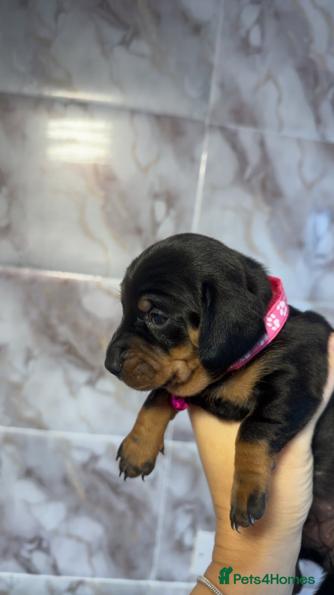 Dachshund dogs for sale: Lovely little Dashound puppies - Advert 15