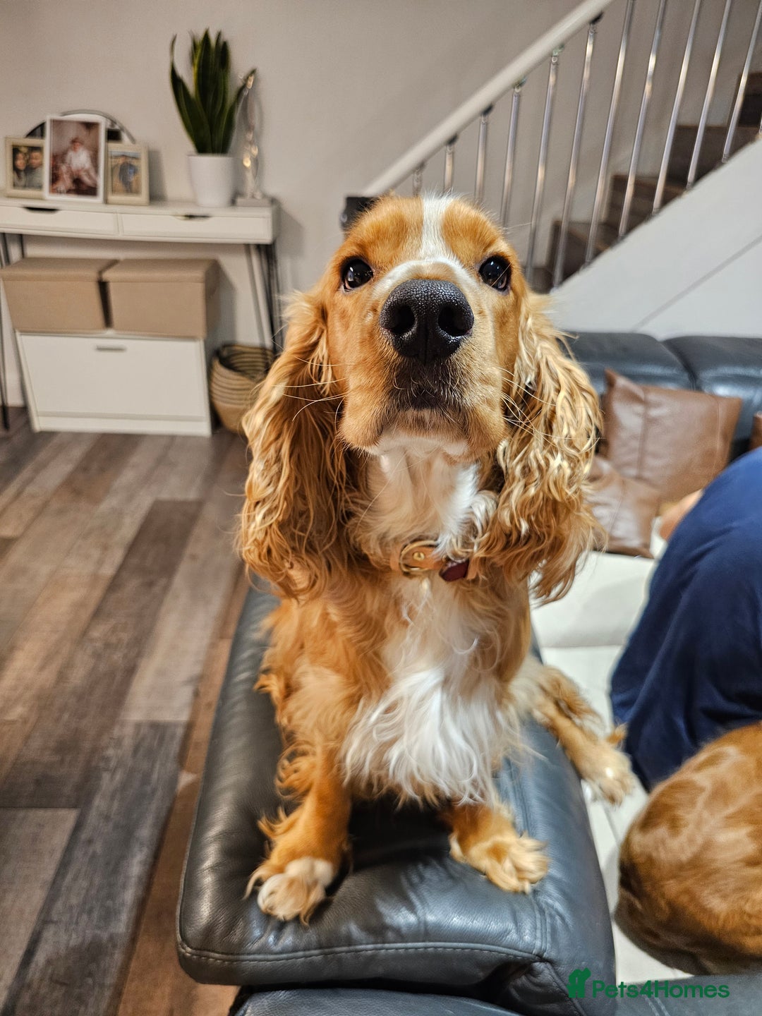 Cocker Spaniel dogs for stud: Golden Spaniel for stud - Image 6