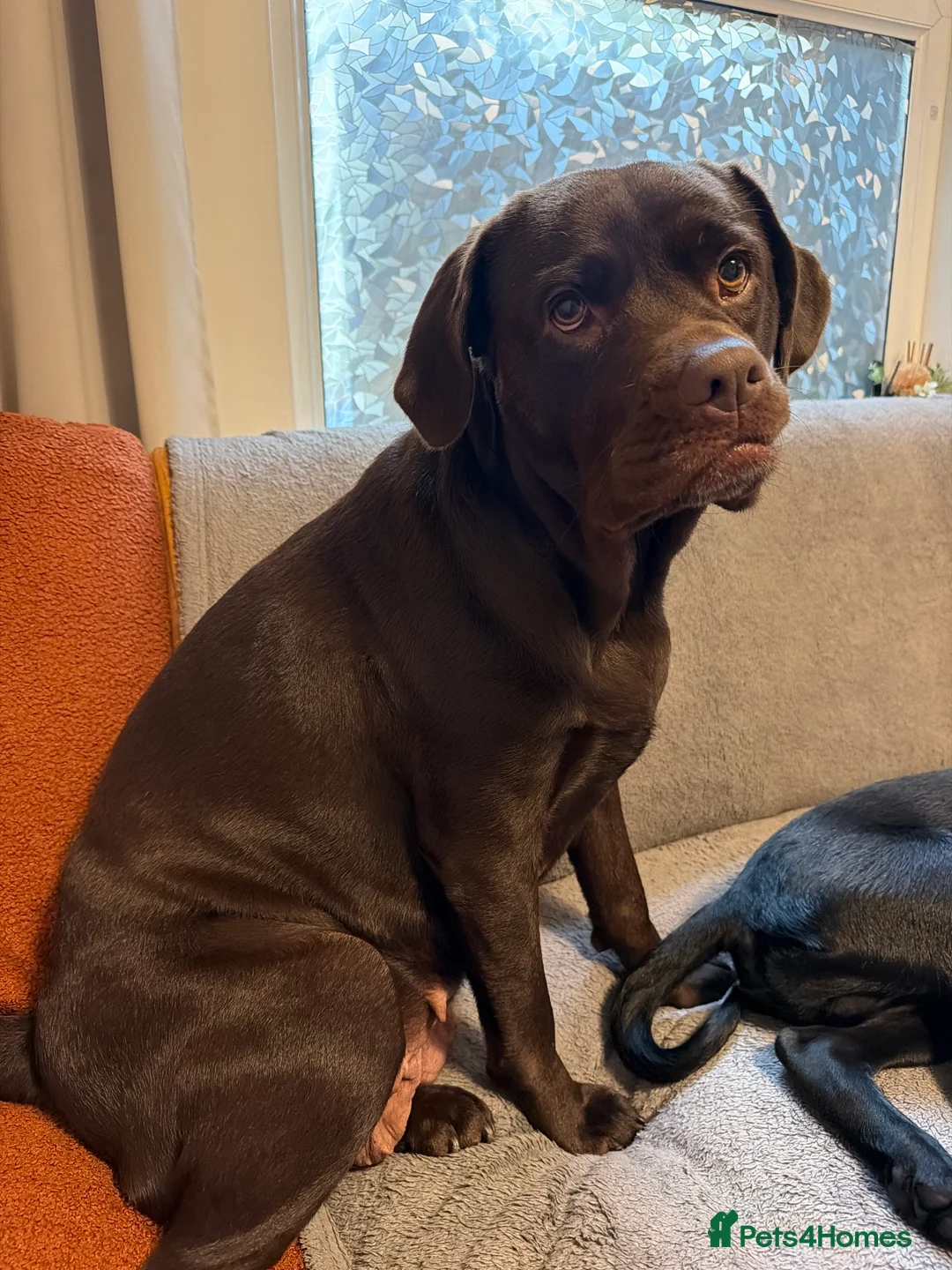 Labrador Retriever dogs for sale: Teddy 🖤 Gorgeous Black Labrador Boy – Ready Now - Advert 2