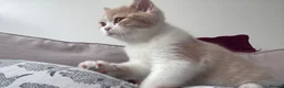 British Shorthair cats for sale: BSH CREAM BİCOLOUR MALE CHAMPION BLOODLİNE in Barking - Advert 9