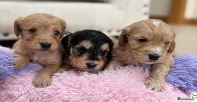 Labradoodle dogs Unique Stunning miniature doodles - Advert 3