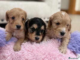 Labradoodle dogs Unique Stunning miniature doodles - Advert 3