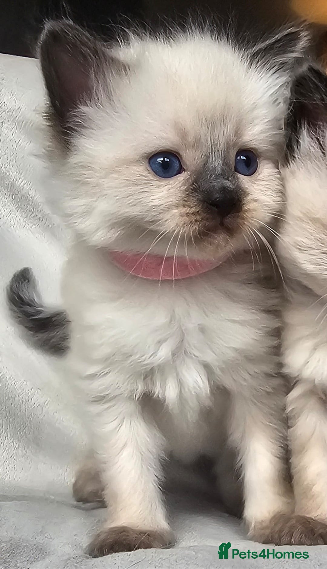 Ragdoll cats for sale: Ragdoll kittens  - Advert 4