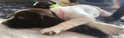 English Springer Spaniel dogs for sale: 💫Beautiful🐾KC💛 English Springer Spaniel Puppies - Advert 13