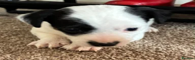Jack Russell 3