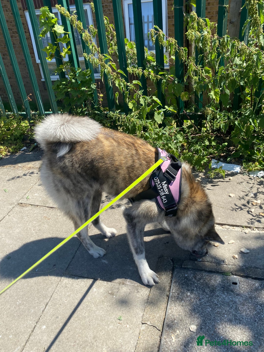Japanese Akita Inu dogs for sale: Beautiful brindle Japanese Akita  - Image 3