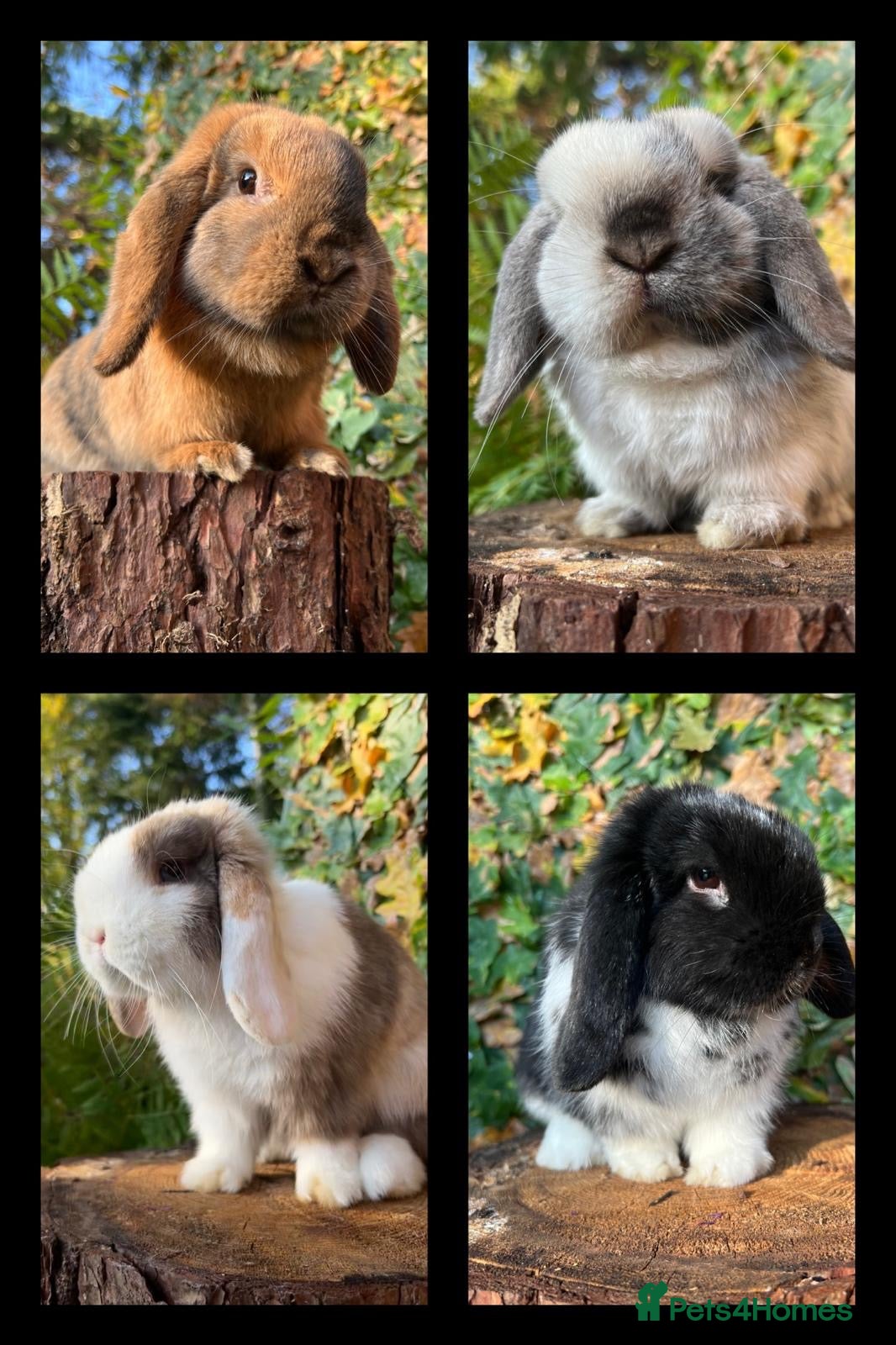 Mini Lop rabbits Mini Lop Rabbits Waitlist 2026 - Advert 9
