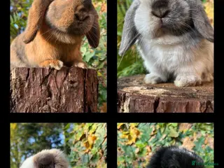 Mini Lop rabbits Mini Lop Rabbits Waitlist 2026 - Advert 14