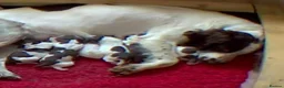 English Springer Spaniel dogs for sale: 3 Springer Boys available  - Advert 16