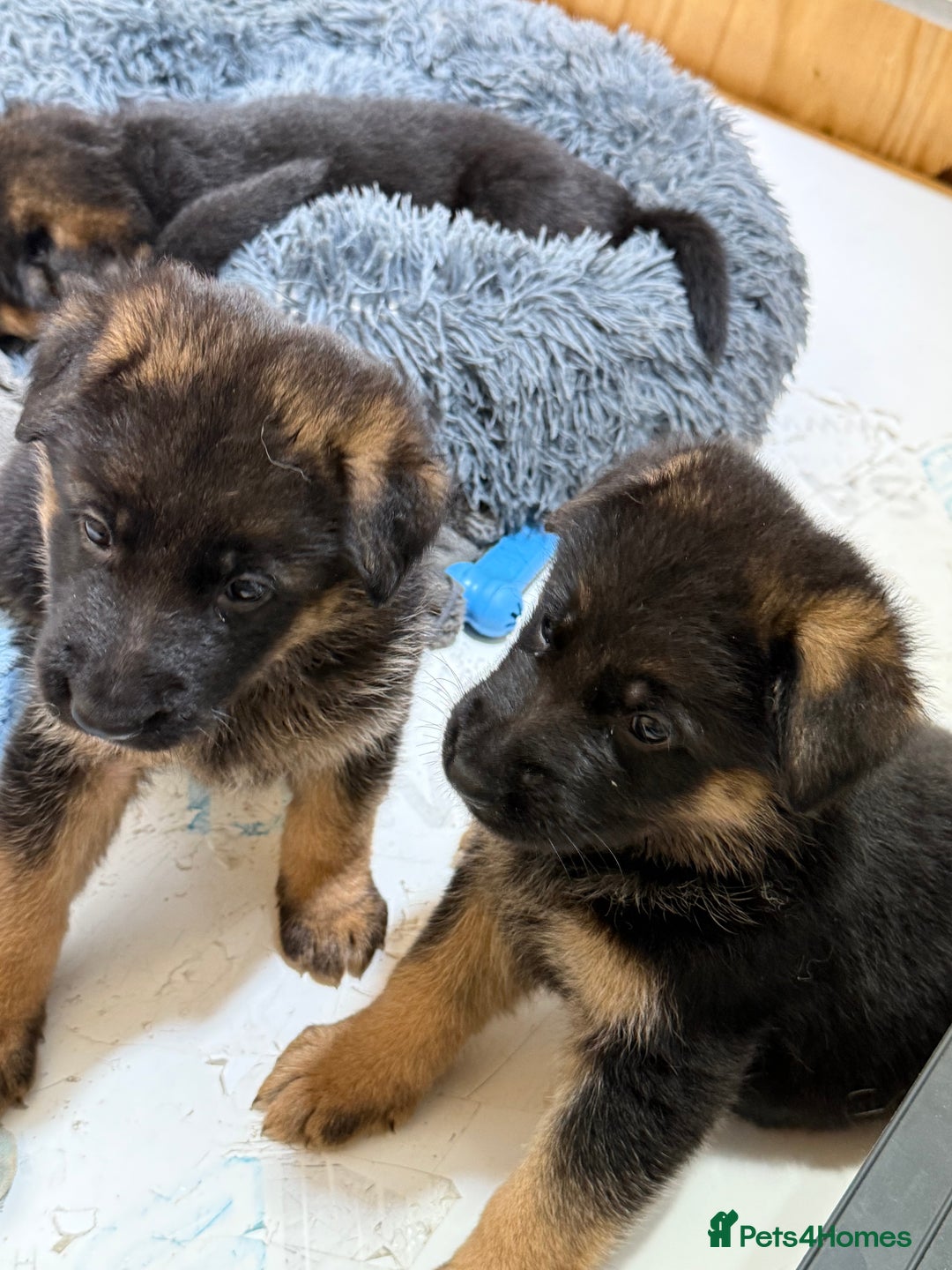German Shepherd dogs for sale: TOP QUALITY SHOW LINES  - Image 17