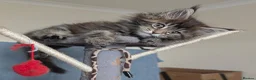 Maine Coon cats for sale: Three beautiful female Maine coons  - Advert 13