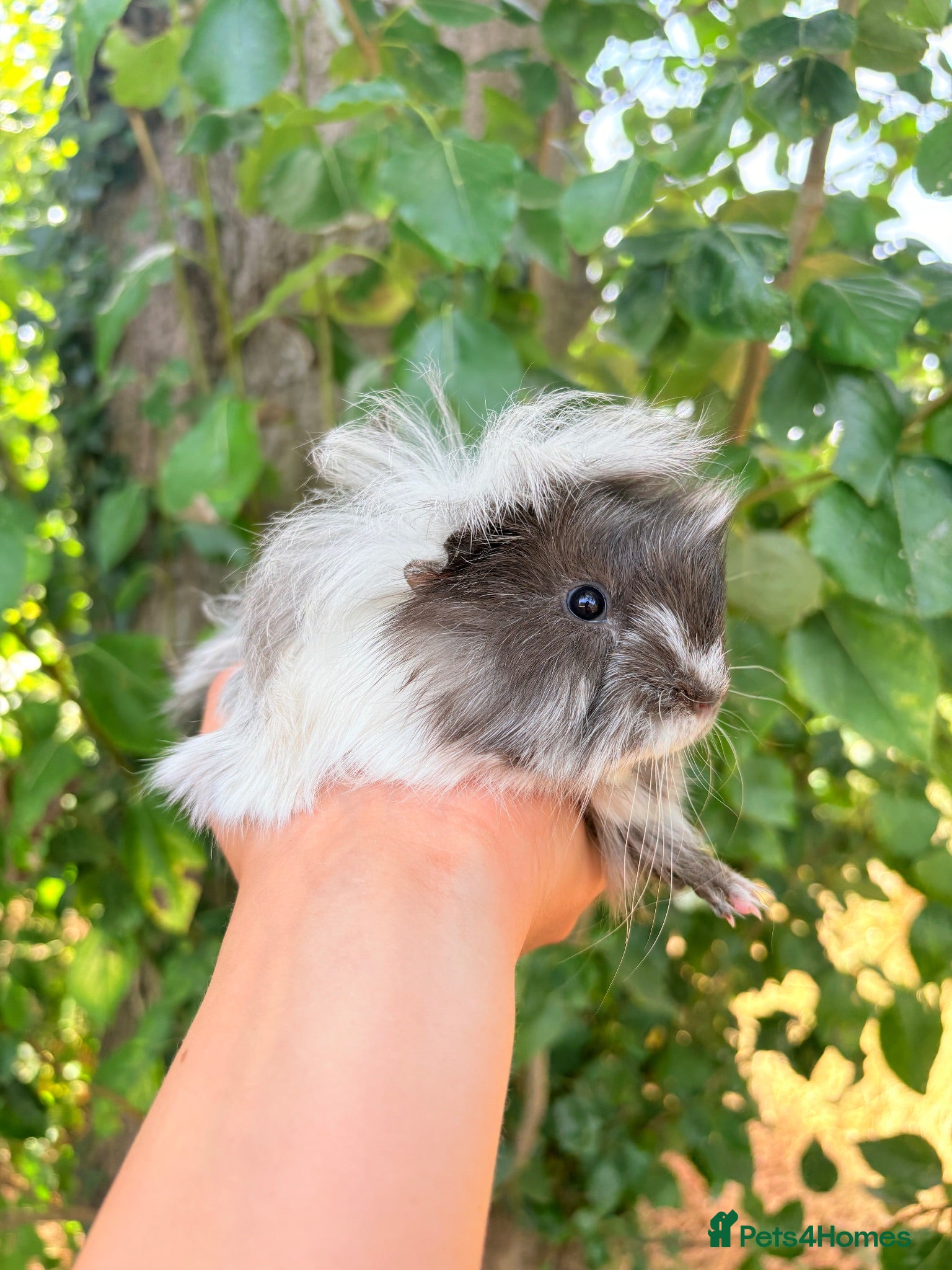 Guinea Pig rodents LOTS of Stunning Baby Girl Guinea Pigs 💗 - Advert 1