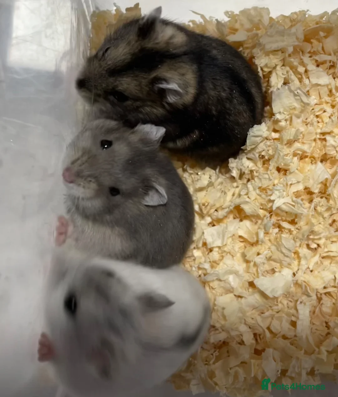 Hamster rodents for sale: Baby Winter White Russians from our show stock - Advert 2