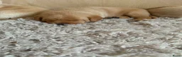 Labrador Retriever dogs for sale: Labrador puppies non KC - Advert 3