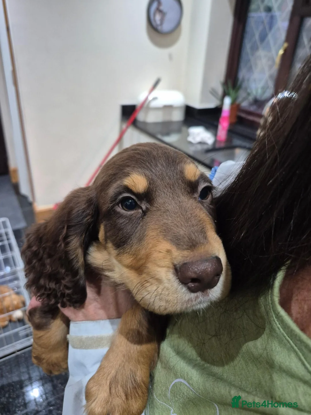 Cocker Spaniel dogs for sale: Cocker spaniel puppies  - Advert 28