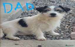 Jack Russell dogs for sale: Beautiful jack Russell puppies  - Image 20