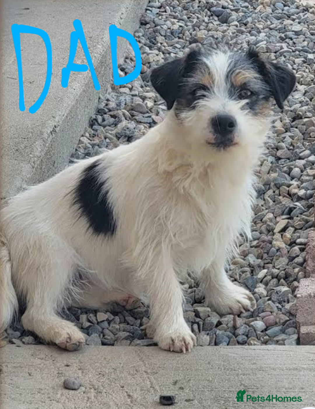 Jack Russell dogs for sale: Beautiful jack Russell puppies  - Image 20