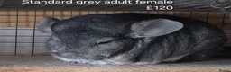 Chinchilla rodents for sale: Beautiful chinchillas - various colours - Advert 6
