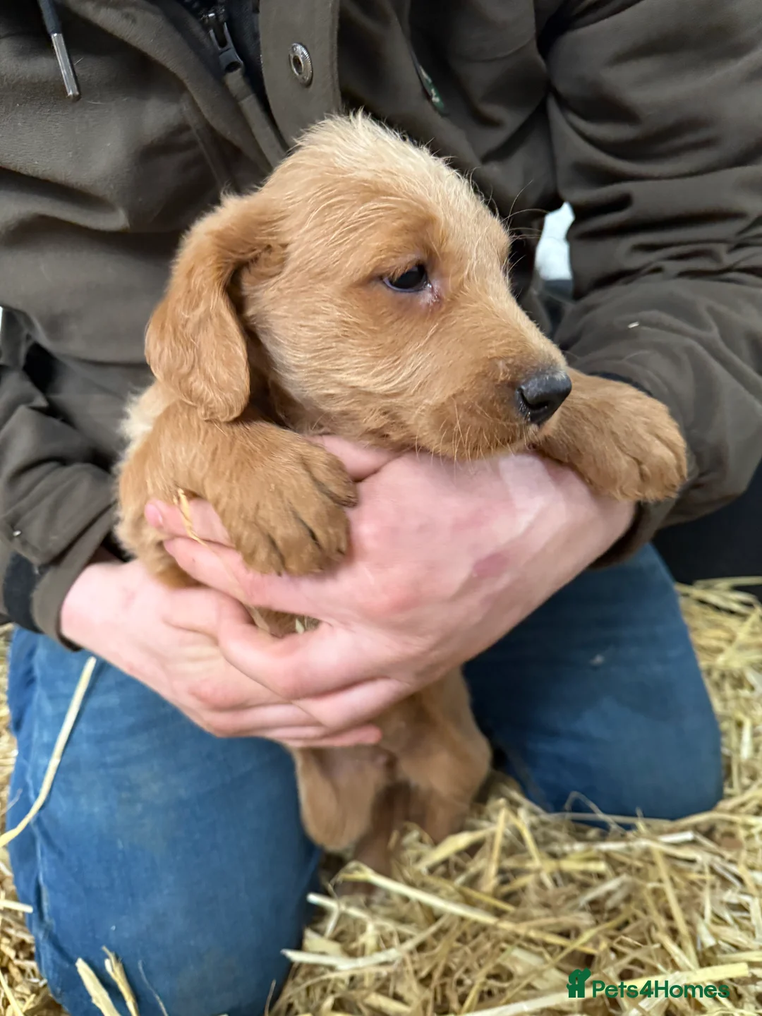 Labradoodle dogs for sale: Labradoodle pups  - Advert 16