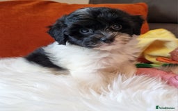 Cockapoo dogs for sale: Best Friend Sofa Companions 🥰 Fully vaccinated  - Image 1