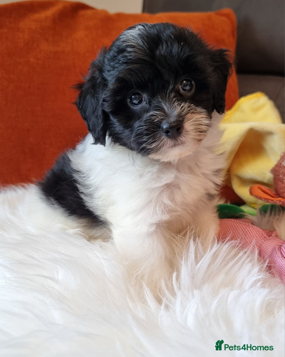 Cockapoo dogs for sale: Best Friend Sofa Companions 🥰 Fully vaccinated  - Image 1