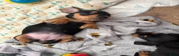 Miniature Dachshund dogs for sale: 2 miniature Black and Tan Dachshund short haired - Advert 13