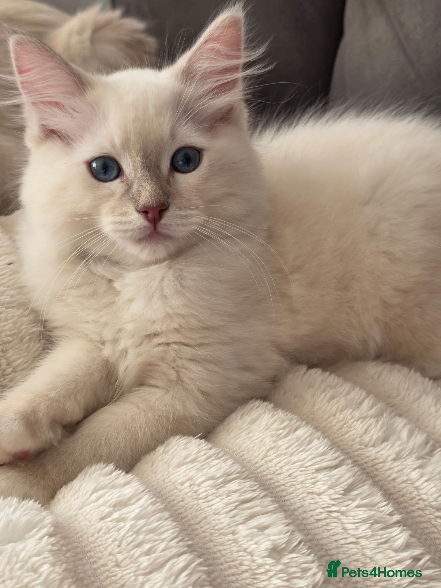 Ragdoll cats Ragdoll kittens boys available  - Advert 1