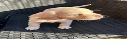 Mixed Breed dogs for sale: Boston cross frenchie - Advert 14