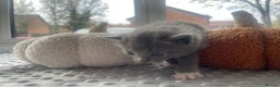 Mixed Breed cats for sale: 4 grey kittens - Advert 4