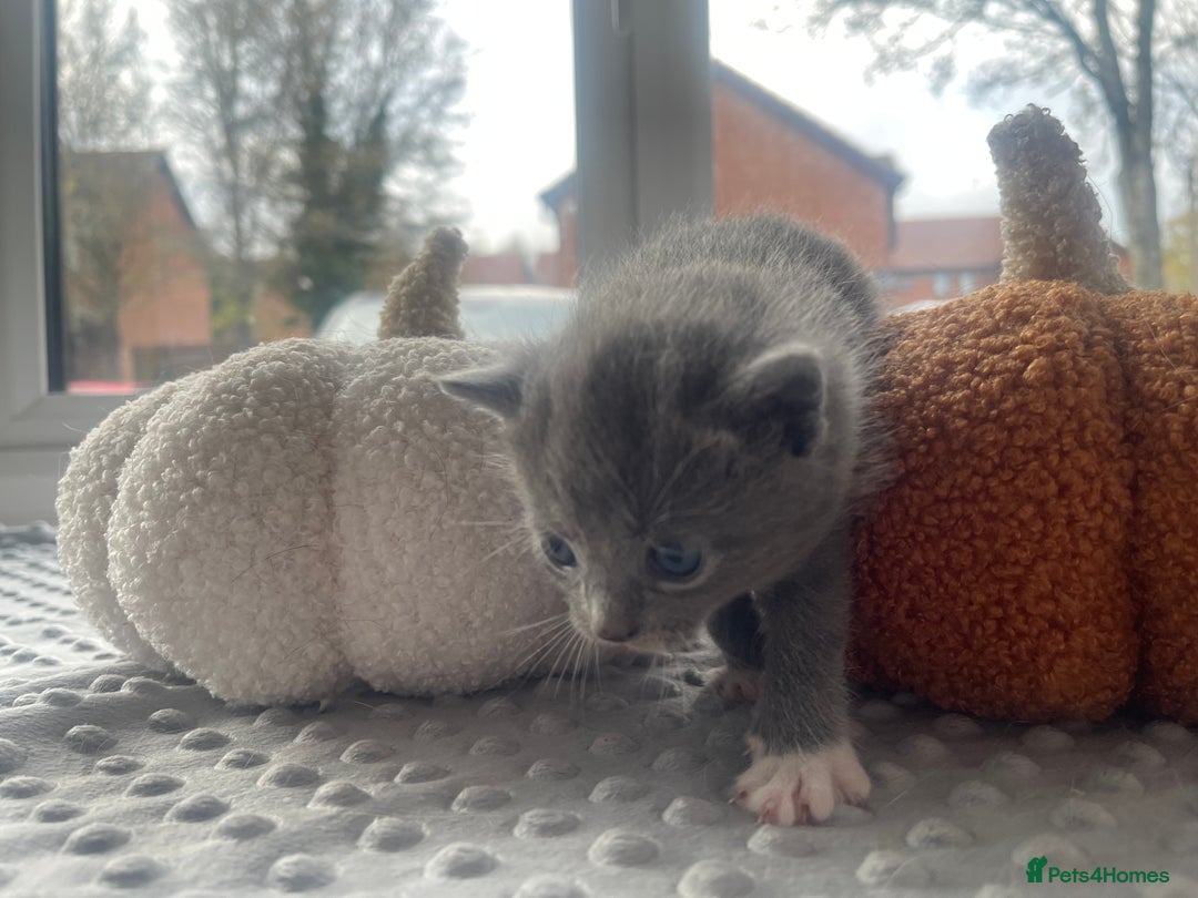 Mixed Breed cats for sale: 4 grey kittens - Advert 4