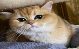 British Shorthair cats for sale: Champion lines for adoption  - Image 27