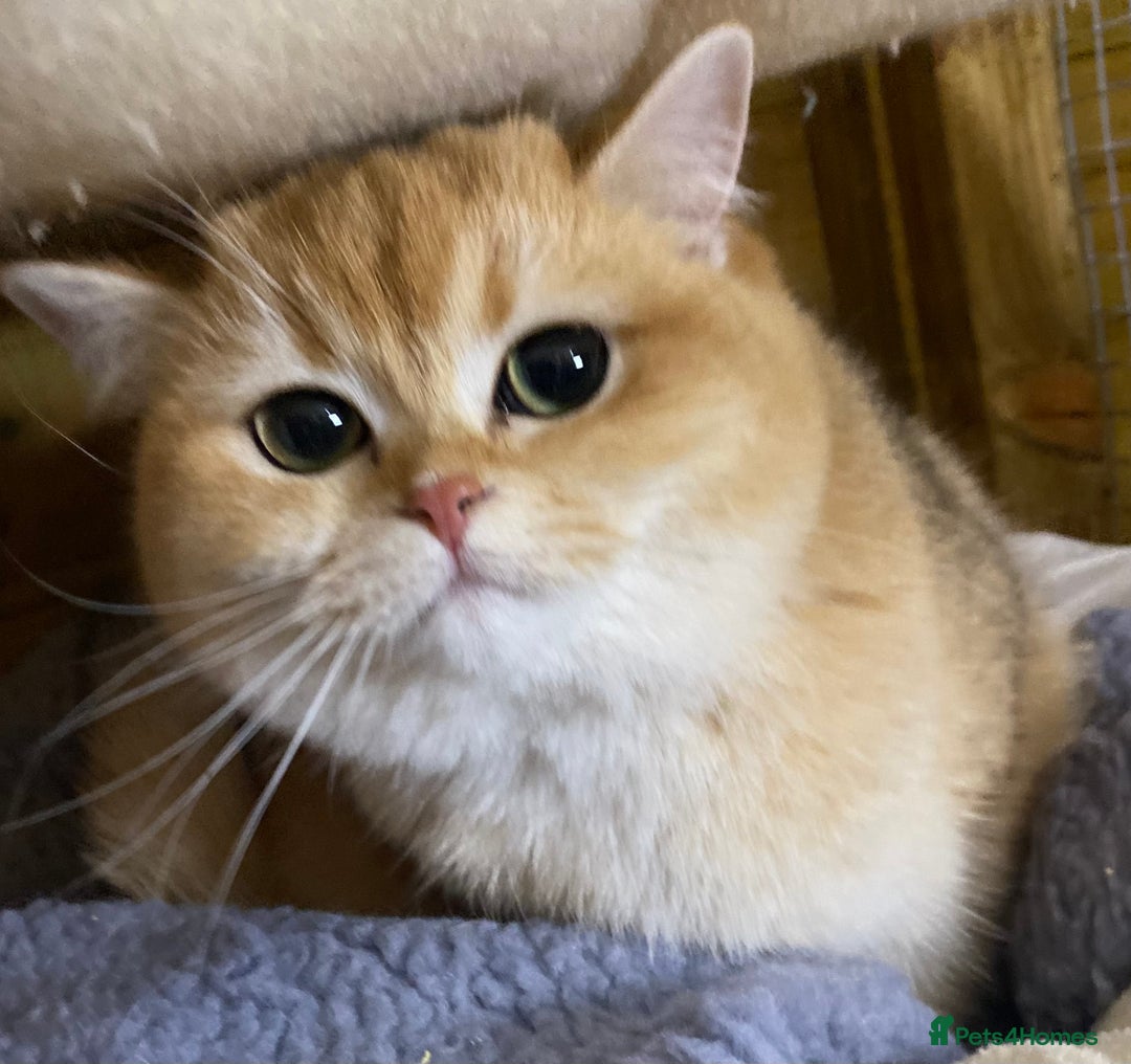 British Shorthair cats for sale: Champion lines for adoption  - Image 27