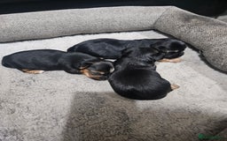 Yorkshire Terrier dogs for sale: Mini Yorkshire terrier  - Image 7