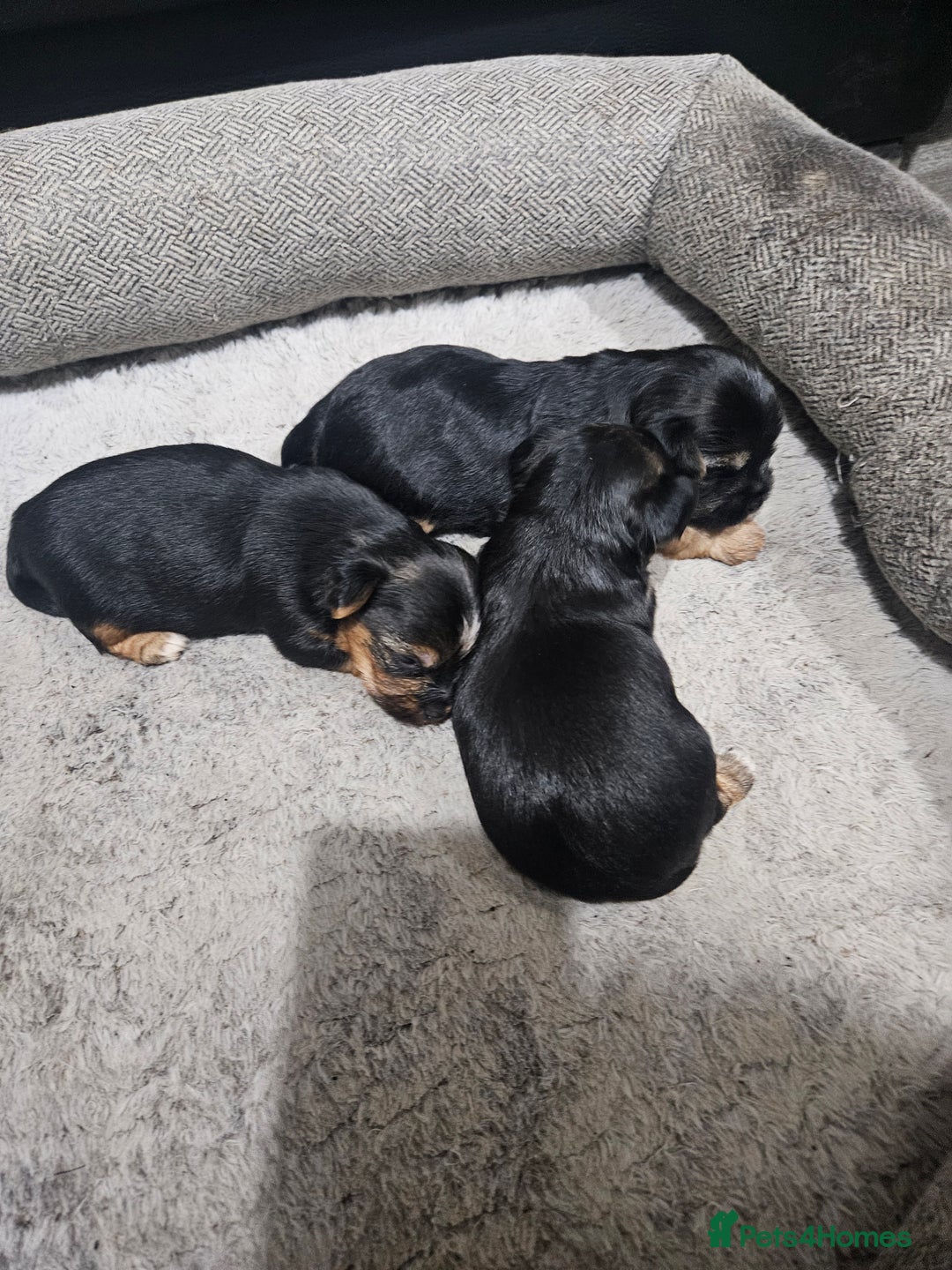 Yorkshire Terrier dogs for sale: Mini Yorkshire terrier  - Image 7