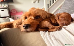 Cockapoo dogs for sale: 4 Stunning Fox Red F1b Toy Cockapoos  - Advert 8