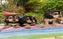 Cocker Spaniel dogs for sale: KC show cocker spaniel puppies. Ready Now! - Image 3