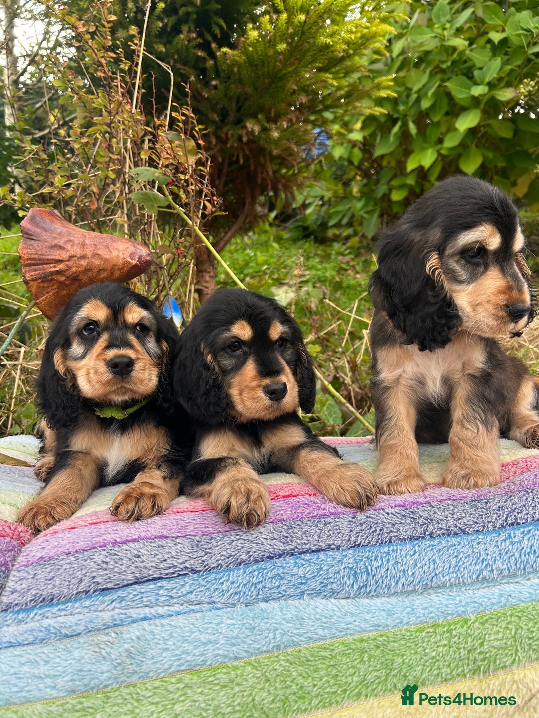 Cocker Spaniel dogs for sale: KC show cocker spaniel puppies. Ready Now! - Image 3